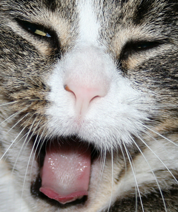 Photography by kelvin27 for DesignCrowd (Community Contests) | Design #9012759