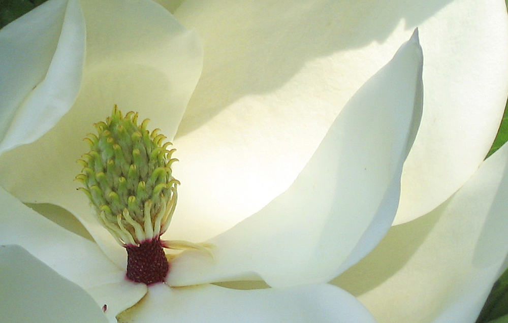 Photography by cshutt for DesignCrowd (Community Contests) | Design #9012765