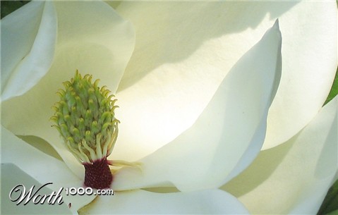 Photography by cshutt