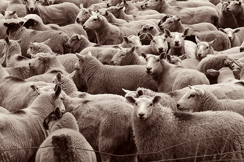 Fotografía por Marian para DesignCrowd (Community Contests) | Diseño #9012755