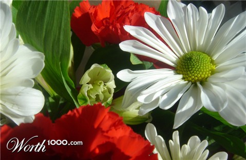 Photography by jalpari