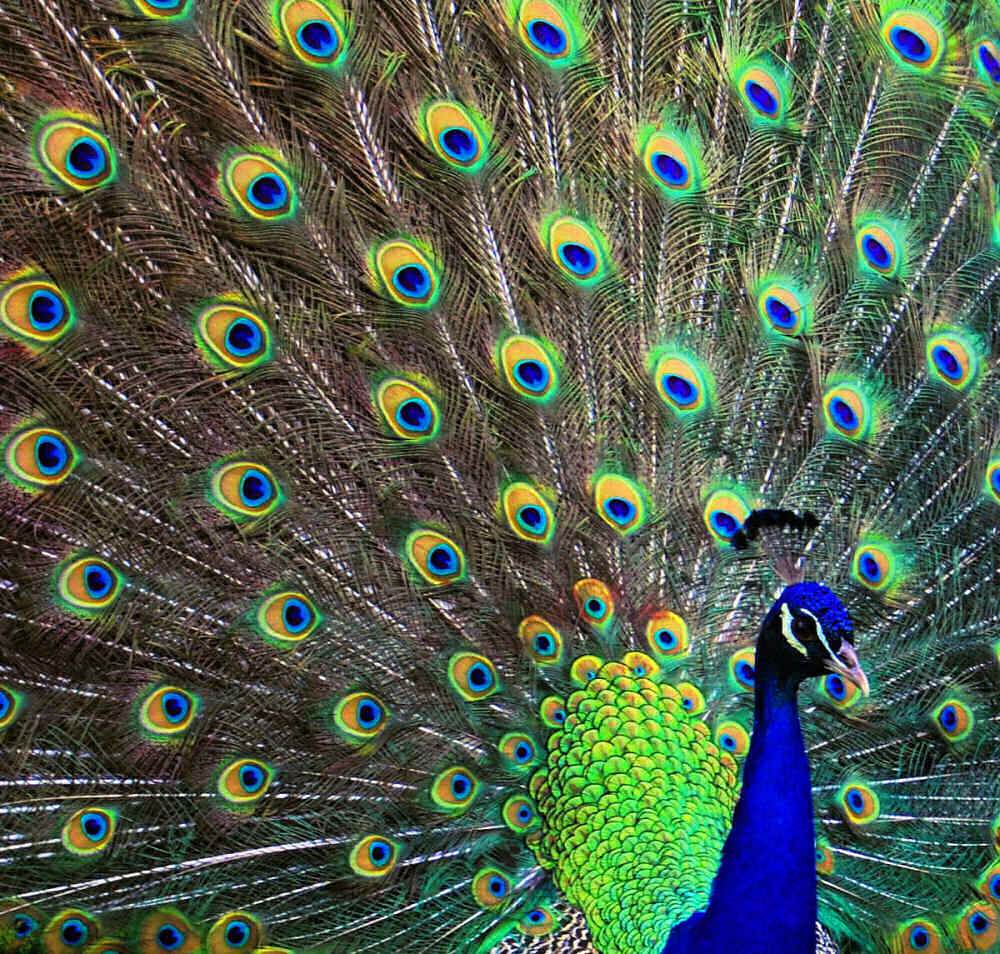 Fotografie von NatashaP für DesignCrowd (Community Contests) | Design #9012790