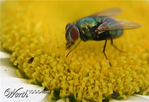 Photography by dustyyewell