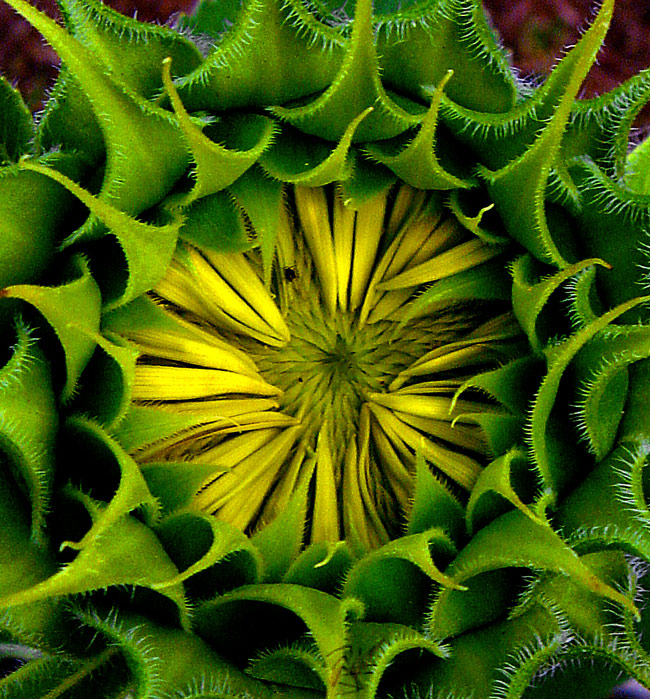 Fotografie von tigercrosse für DesignCrowd (Community Contests) | Design #9012852
