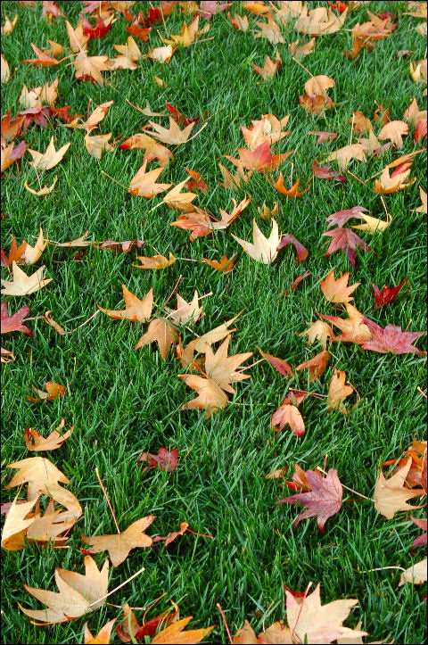 Photography by tlovesd for DesignCrowd (Community Contests) | Design #9012856