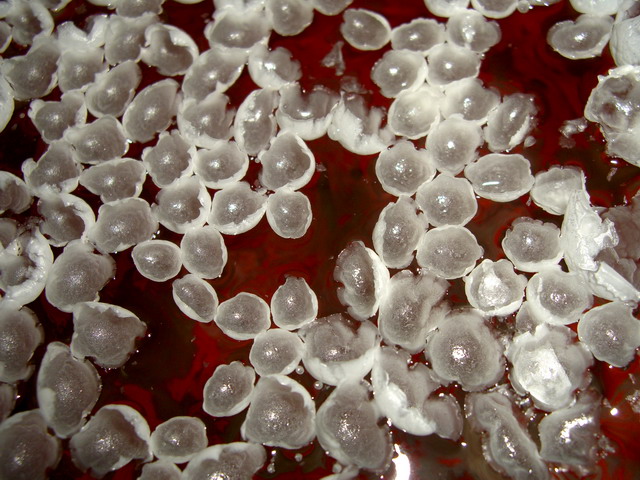 Photography by vipez for DesignCrowd (Community Contests) | Design #9012827