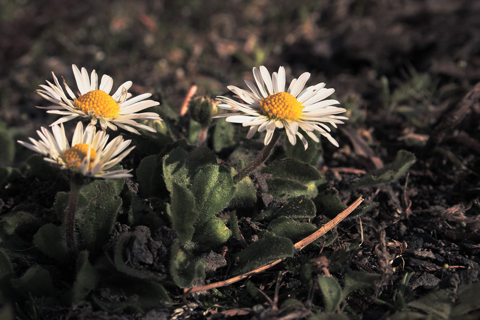 Photographie par Massie pour DesignCrowd (Community Contests) | Design #9011433