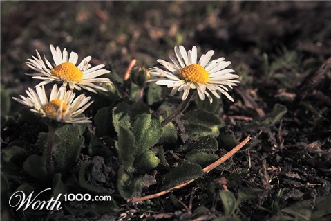 Photography by Massie