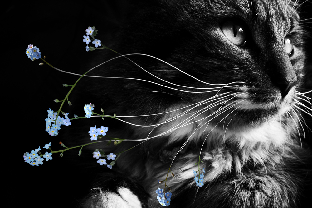 Photoshop Design by Qofcheez for DesignCrowd (Community Contests) | Design #9014947