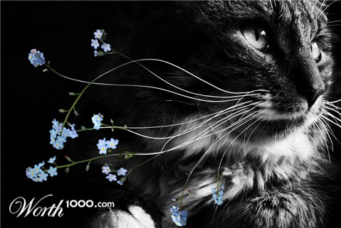 Photoshop Design by Qofcheez