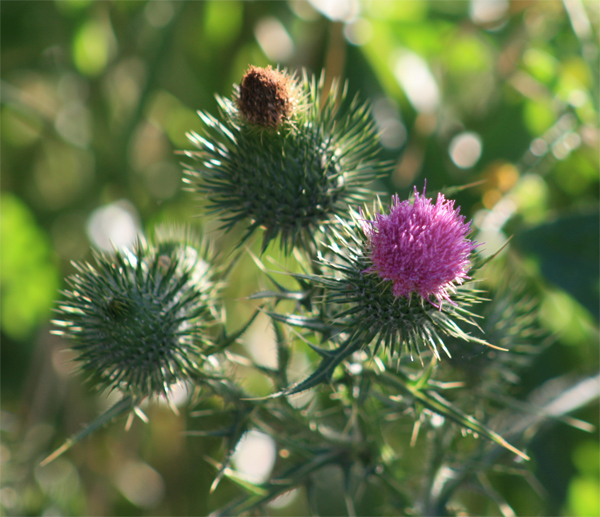 Photography by LW Graphic Design for DesignCrowd (Community Contests) | Design #9011423