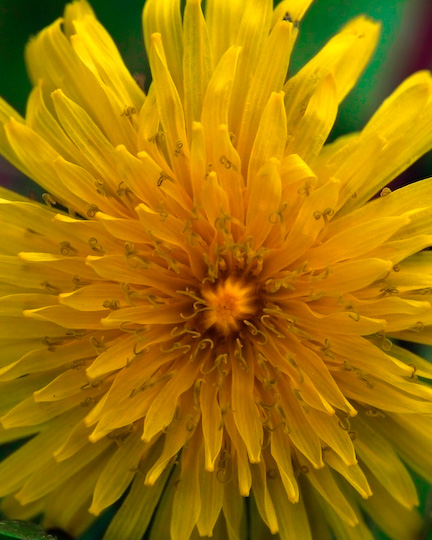 Photography by mabbts for DesignCrowd (Community Contests) | Design #9012981