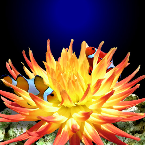 Photoshop Design by kimrose for DesignCrowd (Community Contests) | Design #9015056