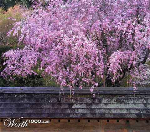 Photography by NatashaP