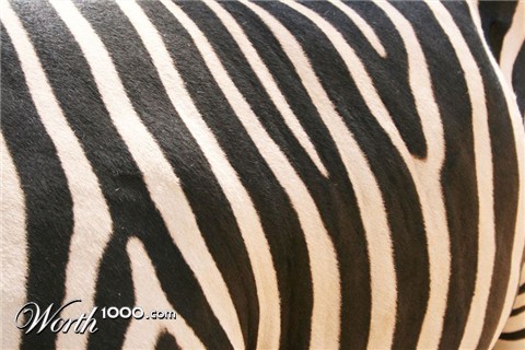 Photography by jamsheed