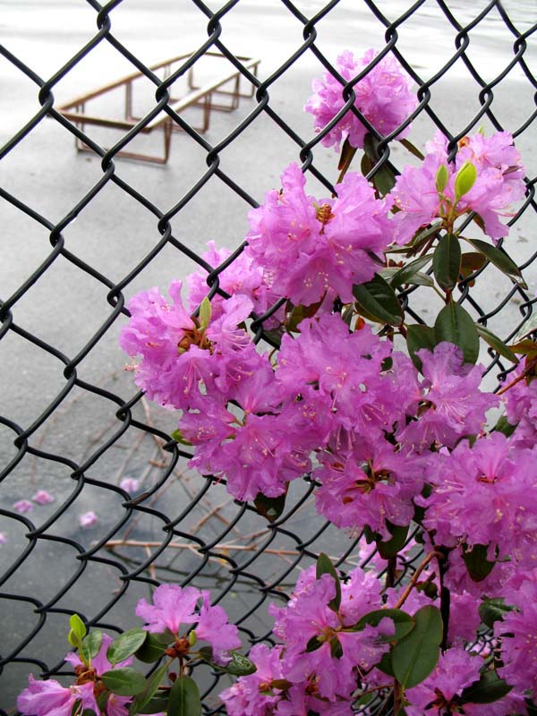 Photography by AvedaRose for DesignCrowd (Community Contests) | Design #9002923