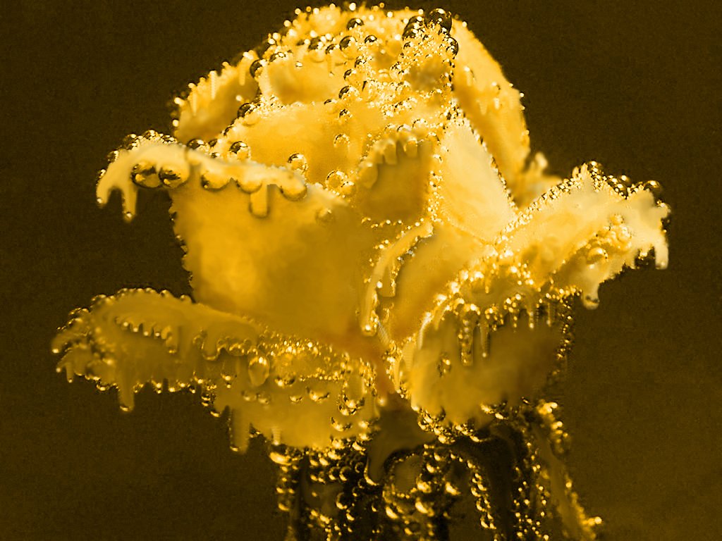 Photoshop Design by JClark8220 for DesignCrowd (Community Contests) | Design #9005559