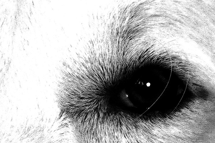 Photographie par mated1976 pour DesignCrowd (Community Contests) | Design #9003984