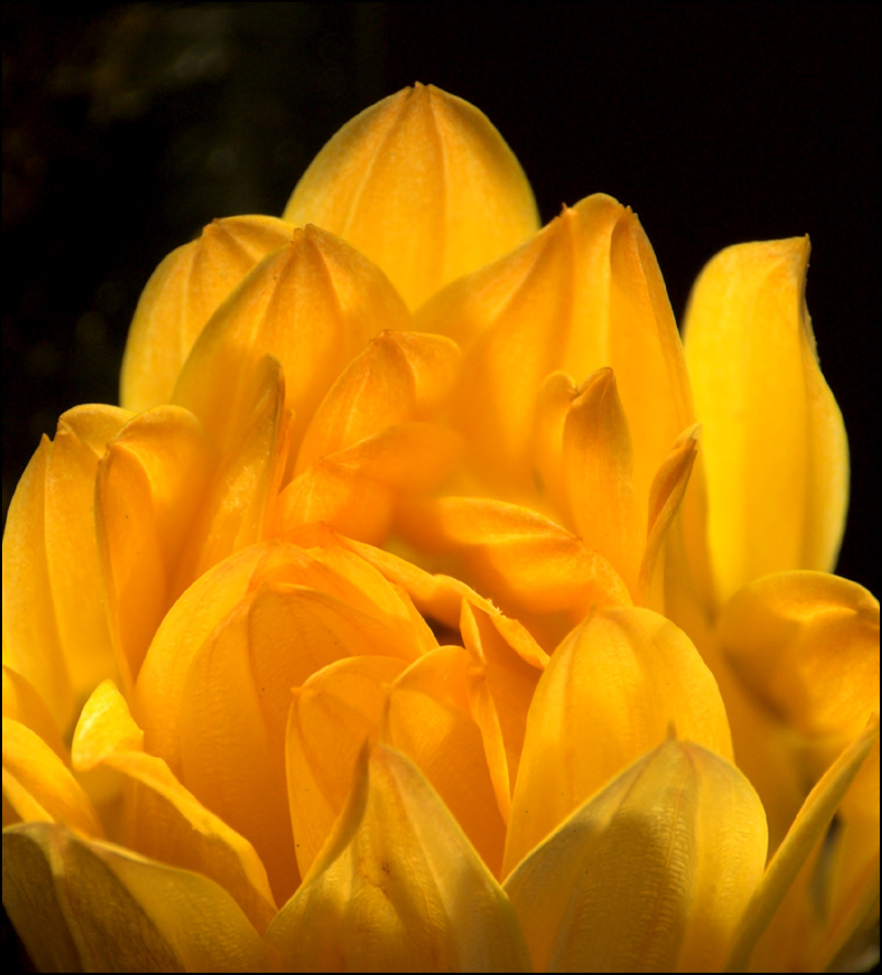 Photography by kimbomac for DesignCrowd (Community Contests) | Design #9004009