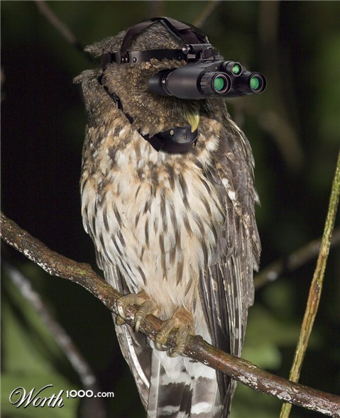 Photoshop Design by MataleoneRJ