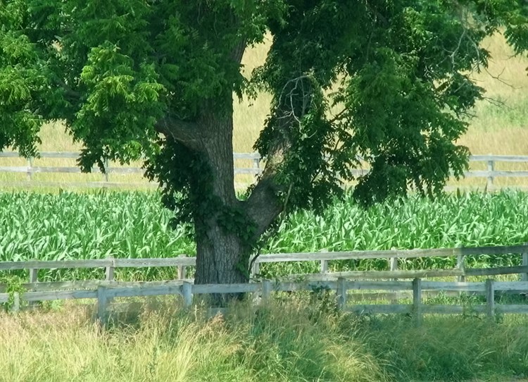 Fotografie von timpeeler37 für DesignCrowd (Community Contests) | Design #9003067