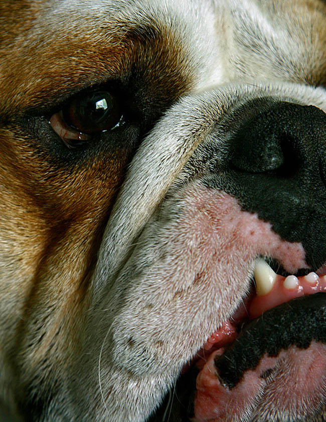 Photographie par willhunt pour DesignCrowd (Community Contests) | Design #9004103