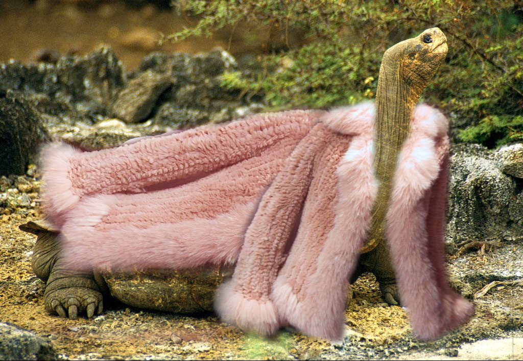 Photoshop Design by skipperw for DesignCrowd (Community Contests) | Design #9008952