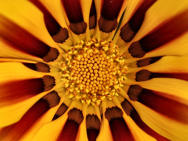 Photography by KarenC for DesignCrowd (Community Contests) | Design #9004050