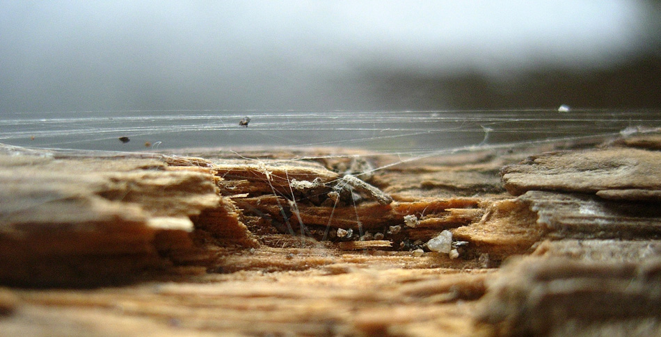 Photography by ThisisntGraham for DesignCrowd (Community Contests) | Design #9013690