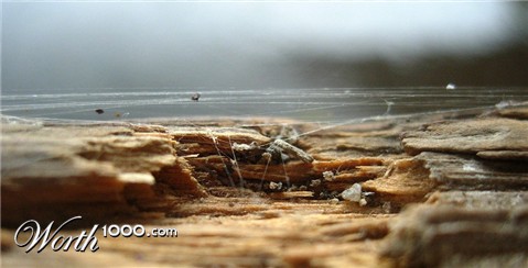 Photography by ThisisntGraham