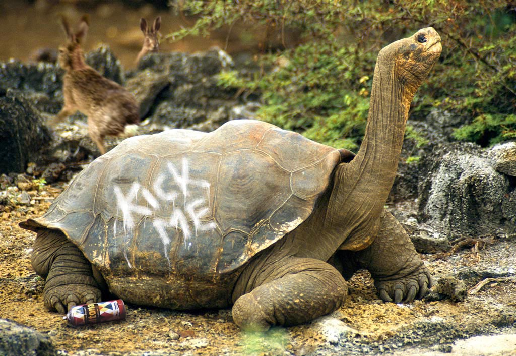 Photoshop Design by thehaysoj for DesignCrowd (Community Contests) | Design #9009046