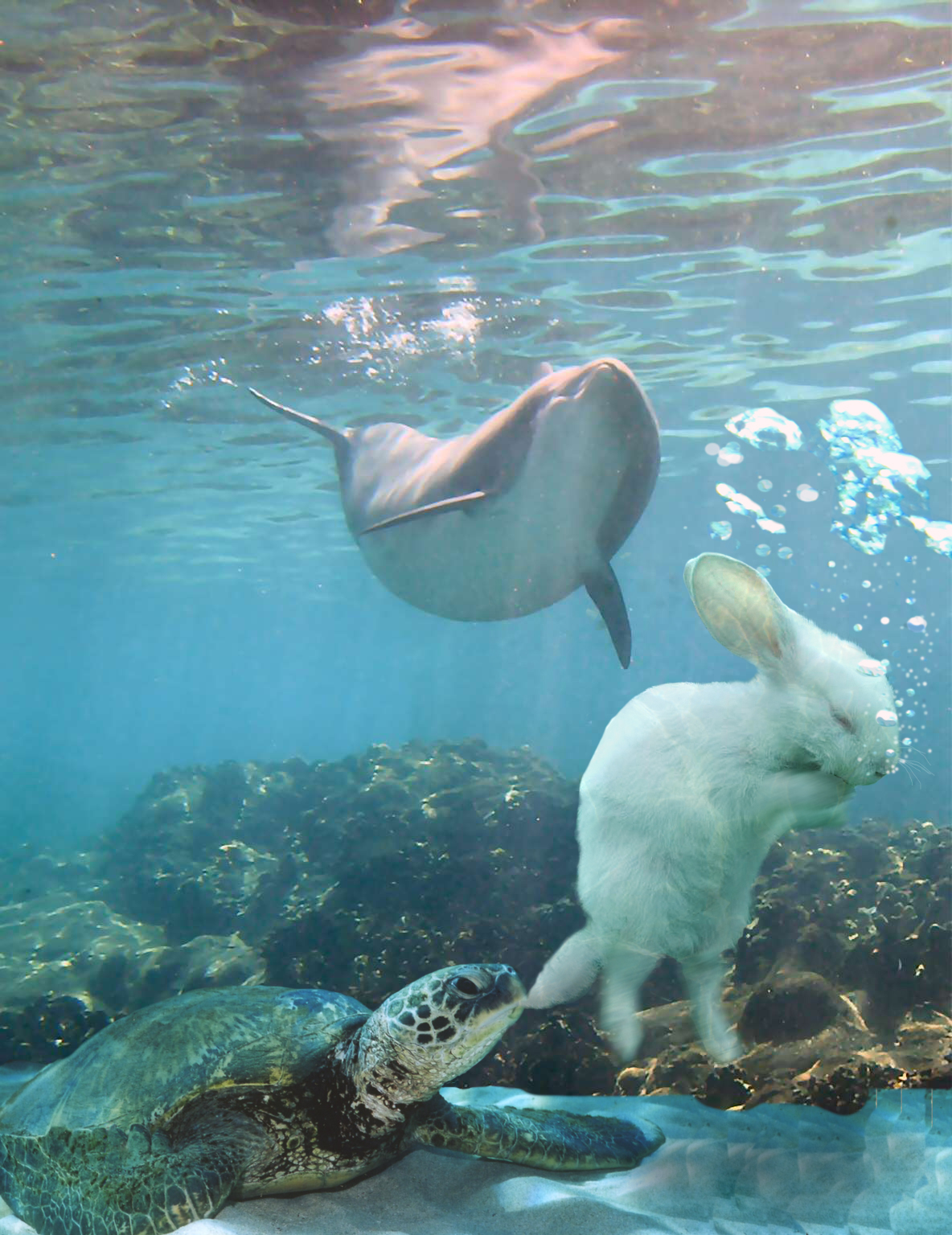 Diseño de Photoshop por MataleoneRJ para DesignCrowd (Community Contests) | Diseño #9009041