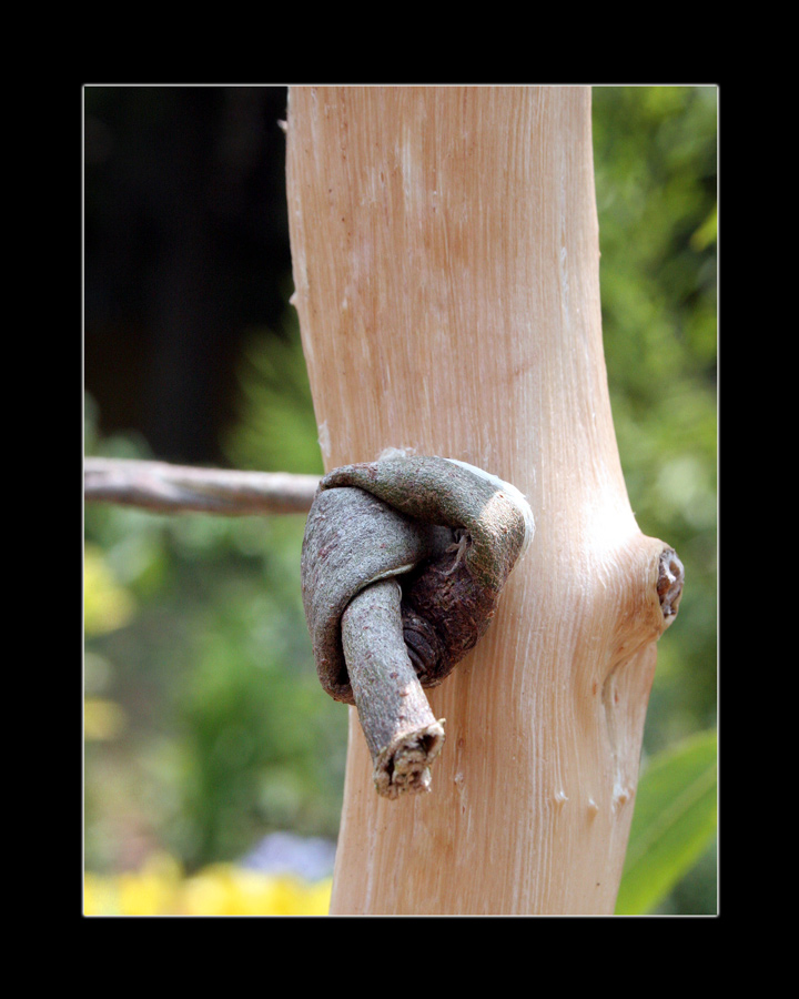 Photography by starrwalker for DesignCrowd (Community Contests) | Design #9003027