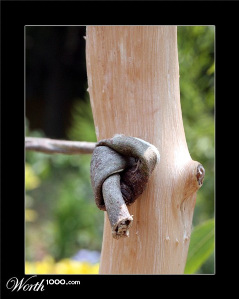 Photography by starrwalker