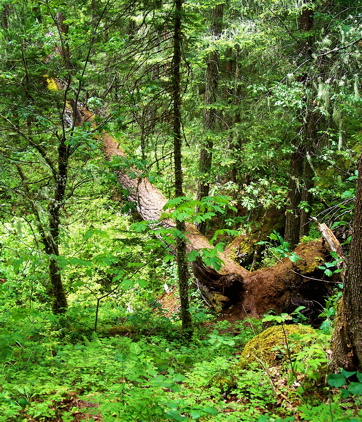 Fotografía por drewciferpics para DesignCrowd (Community Contests) | Diseño #9013740