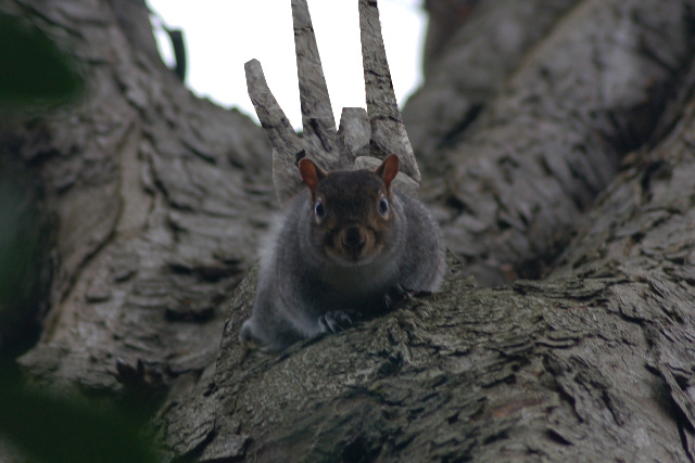 Photoshop Design by Qofcheez for DesignCrowd (Community Contests) | Design #9008749