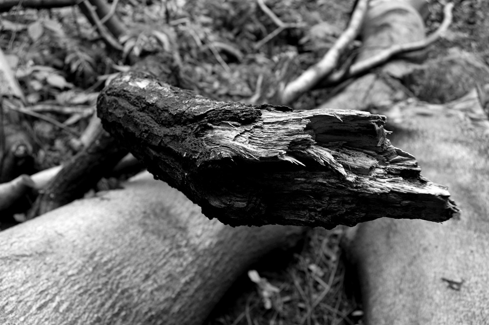 Photography by Luciusseian for DesignCrowd (Community Contests) | Design #9013736