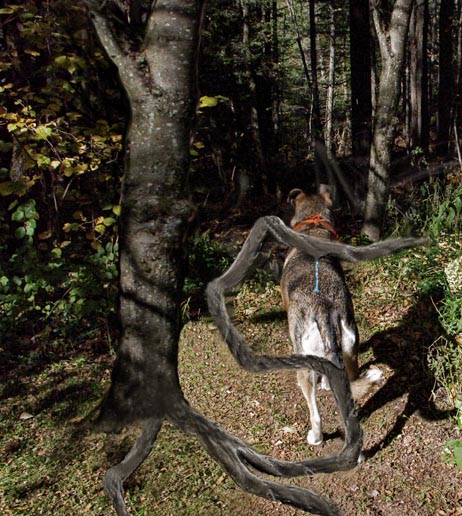 Photoshop Design by stringcheese for DesignCrowd (Community Contests) | Design #9008786