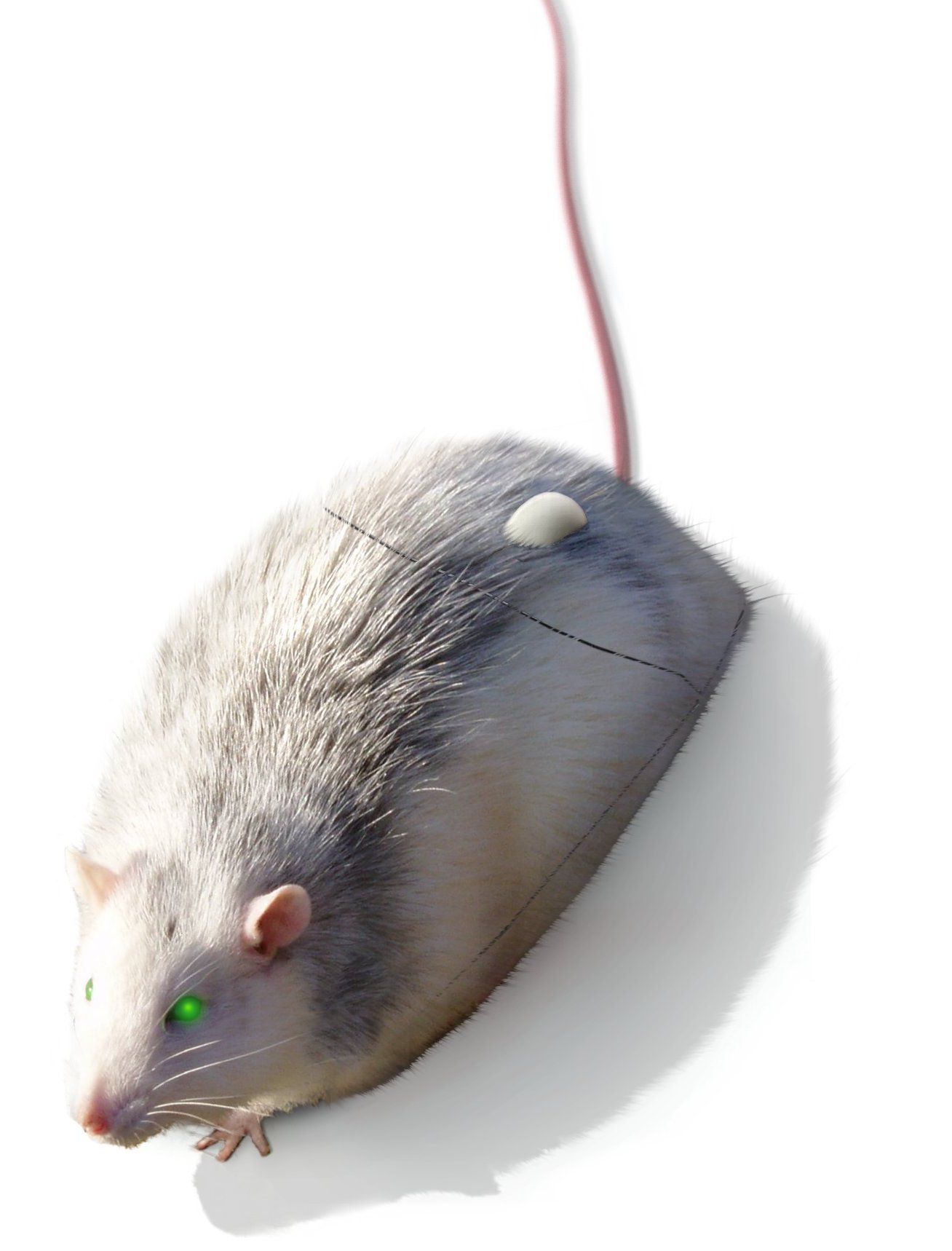 Diseño de Photoshop por Eireen para DesignCrowd (Community Contests) | Diseño #9010684