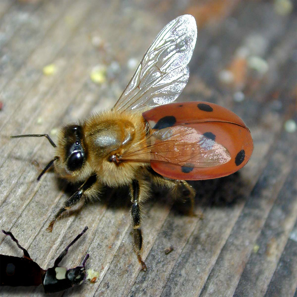 Photoshop Design by underworth for DesignCrowd (Community Contests) | Design #9005192