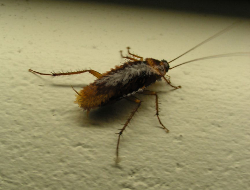 Photoshop Design by Qofcheez for DesignCrowd (Community Contests) | Design #9010738