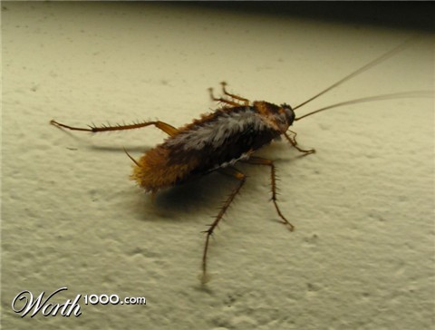 Photoshop Design by Qofcheez