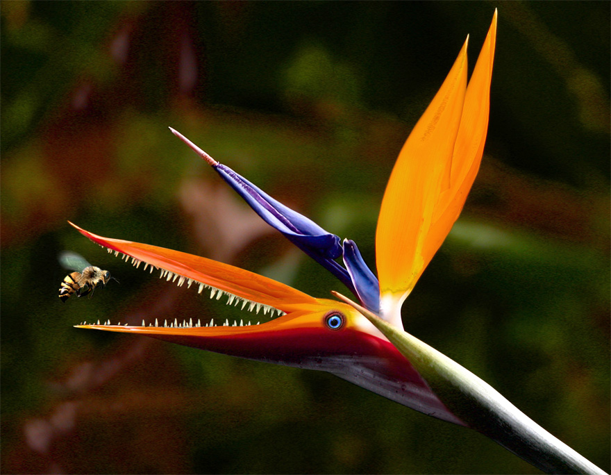 Photoshop Design by resquin for DesignCrowd (Community Contests) | Design #9005187