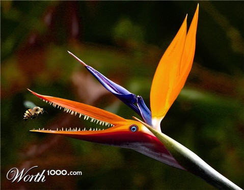 Photoshop Design by resquin