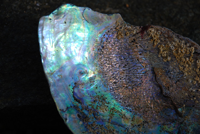 Photographie par nzkiwi pour DesignCrowd (Community Contests) | Design #9013793