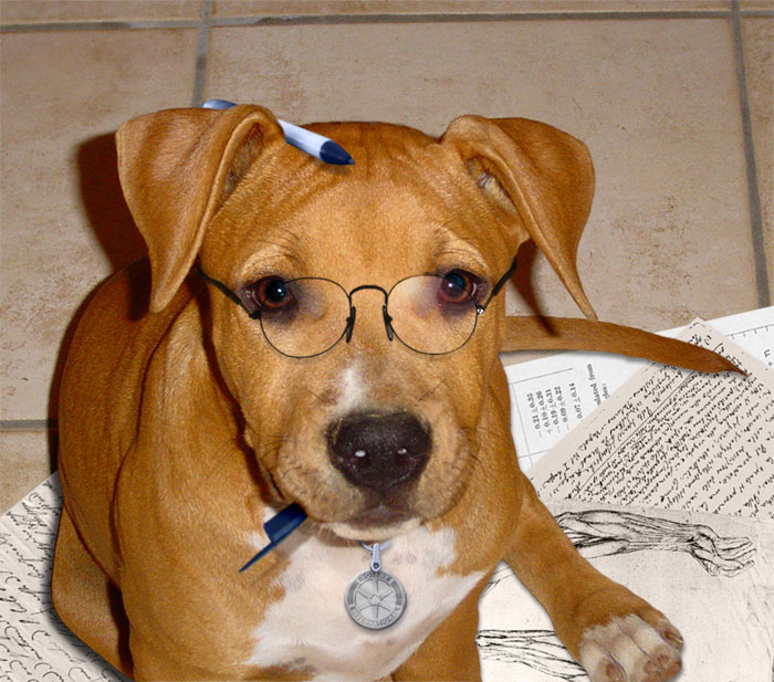 Diseño de Photoshop por Pigia1975 para DesignCrowd (Community Contests) | Diseño #9004859