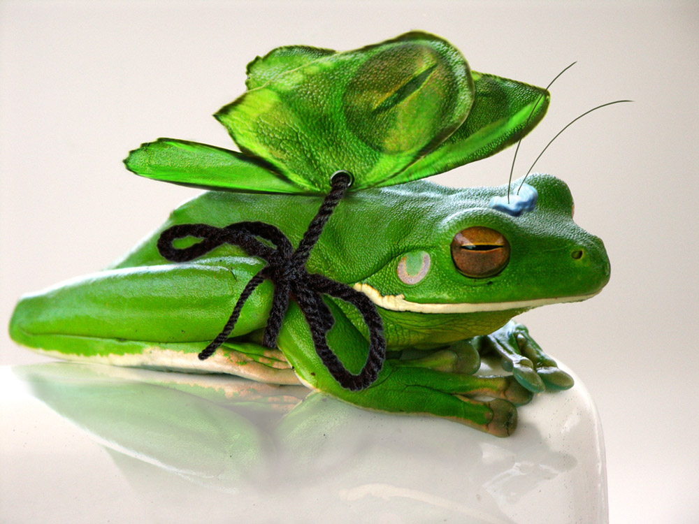 Photoshop Design by Jakndi for DesignCrowd (Community Contests) | Design #9008149