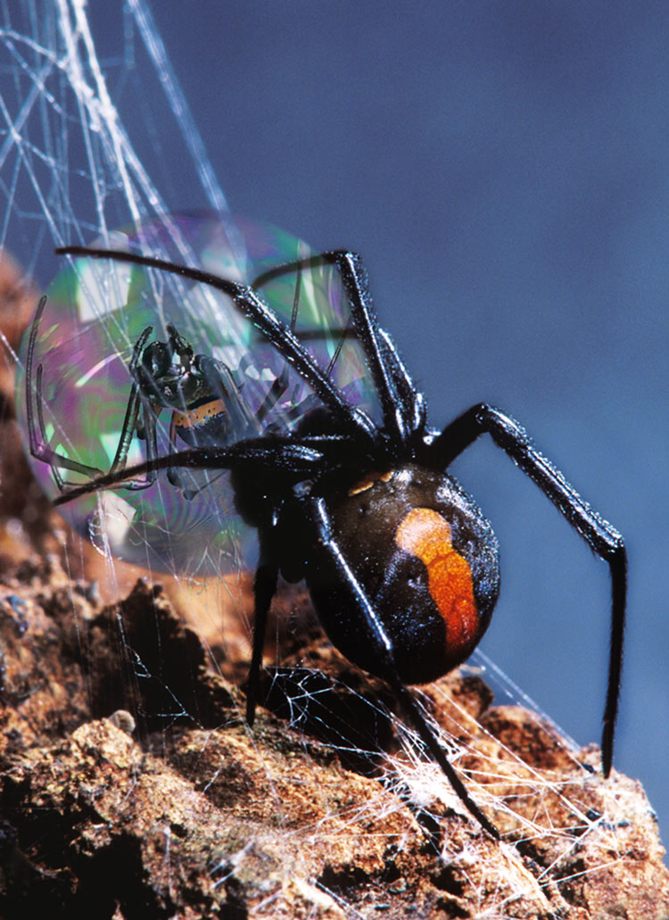 Photoshop Design by Jakndi for DesignCrowd (Community Contests) | Design #9011546