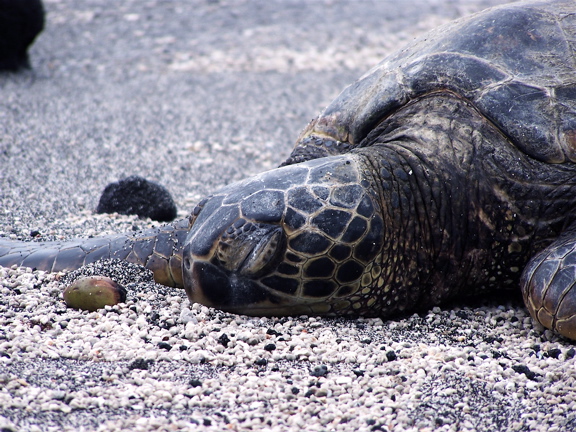 Fotografía por drewciferpics para DesignCrowd (Community Contests) | Diseño #9006419