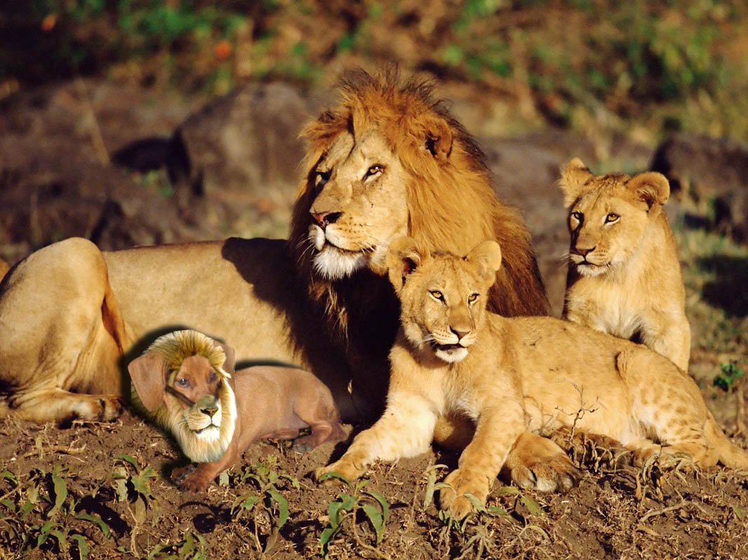 Photoshop Design by koradan for DesignCrowd (Community Contests) | Design #9008174